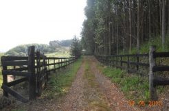 Fazenda Eucalipto 110 alqueires – Guapiara/SP Fazenda Eucalipto 110 alqueires – Guapiara/SP