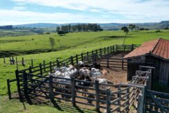 Fazenda 182 hectares – Ribeirão Claro divisa com Jacarezinho – Paraná